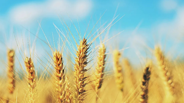 四川省乡村学校振兴联盟